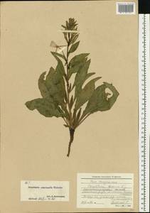 Oenothera × rubricaulis Kleb., Восточная Европа, Северо-Западный район (E2) (Россия)