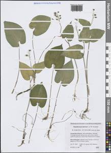 Майник двулистный (L.) F.W.Schmidt, Сибирь, Дальний Восток (S6) (Россия)