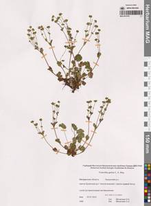 Лапчатка Кранца холодная (C.A.Mey.) Soják, Сибирь, Чукотка и Камчатка (S7) (Россия)