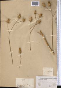 Cousinia centauroides Fisch. & C. A. Mey., Средняя Азия и Казахстан, Копетдаг, Бадхыз, Малый и Большой Балхан (M1) (Туркмения)