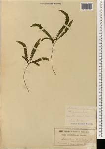 Адиантум щетинисто-волосистый Sw., Ботанические сады и дендрарии (GARD) (Россия)