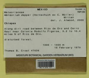 Meteorium deppei (Hornsch. ex Müll. Hal.) Mitt., Гербарий мохообразных, Мхи - Америка (BAm) (Мексика)