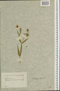 Rabelera holostea (L.) M. T. Sharples & E. A. Tripp, Восточная Европа, Московская область и Москва (E4a) (Россия)