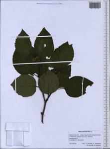 Ольховник кустарниковый, Ольха кустарниковая (Rupr.) Raus, Сибирь, Дальний Восток (S6) (Россия)