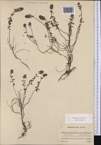 Thymus pulegioides subsp. pulegioides, Западная Европа (EUR) (Швейцария)