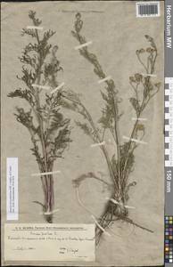 Якобея днепровская (DC.) B.Nord., Восточная Европа, Нижневолжский район (E9) (Россия)