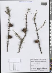 Лиственница Чекановского Szafer, Сибирь, Центральная Сибирь (S3) (Россия)