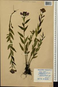 Мытник перевернутый L., Сибирь, Алтай и Саяны (S2) (Россия)