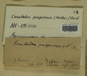 Ceratodon purpureus (Hedw.) Brid., Гербарий мохообразных, Мхи - Архангельская и Вологодская области, Коми, Ненецкий АО (B7) (Россия)