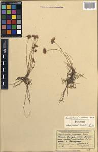 Pseudosedum ferganense subsp. parvum Kamelin & V. V. Byalt, Средняя Азия и Казахстан, Западный Тянь-Шань и Каратау (M3) (Киргизия)