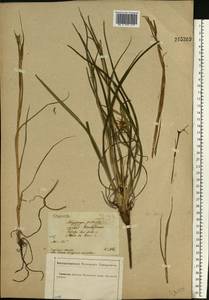 Козлобородник луговой L., Восточная Европа, Центральный лесостепной район (E6) (Россия)