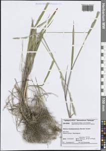 Пырейник изменчивый (Drobow) Tzvelev, Сибирь, Центральная Сибирь (S3) (Россия)