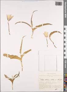 Tulipa altaica Pall. ex Spreng., Сибирь, Алтай и Саяны (S2) (Россия)