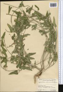 Cynanchum acutum subsp. sibiricum (Willd.) Rech. fil., Средняя Азия и Казахстан, Северный и Центральный Тянь-Шань (M4) (Киргизия)