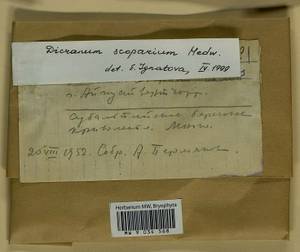 Dicranum scoparium Hedw., Гербарий мохообразных, Мхи - Карелия, Ленинградская и Мурманская области (B4) (Россия)