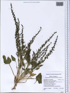 Blitum virgatum subsp. virgatum, Средняя Азия и Казахстан, Западный Тянь-Шань и Каратау (M3) (Киргизия)