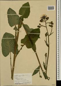 Lactuca macrophylla subsp. macrophylla, Восточная Европа, Средневолжский район (E8) (Россия)