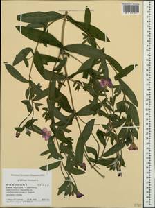 Кипрей волосистый, Кипрей мохнатый L., Крым (KRYM) (Россия)