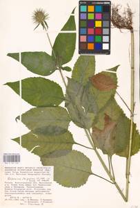 Ворсянка щетинистая Willd., Восточная Европа, Нижневолжский район (E9) (Россия)