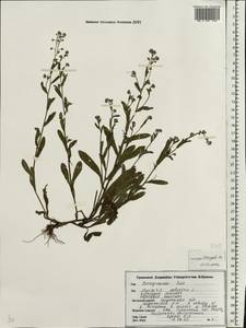 Незабудка скорпионовидная L., Восточная Европа, Белоруссия (E3a) (Белоруссия)