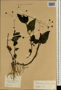 Adenostemma viscosum J.R.Forst. & G.Forst., Зарубежная Азия (ASIA) (КНР)