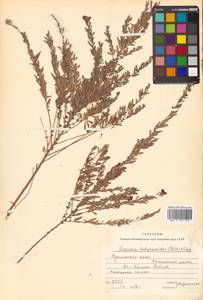 Леспедеца ситниковая (L.f.) Pers., Сибирь, Дальний Восток (S6) (Россия)