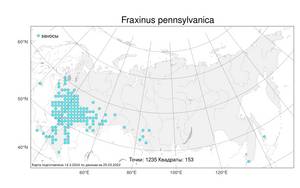 Fraxinus pennsylvanica, Ясень пенсильванский Marshall, Атлас флоры России (FLORUS) (Россия)