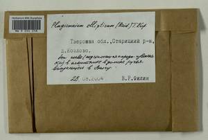 Plagiomnium ellipticum (Brid.) T.J. Kop., Гербарий мохообразных, Мхи - Центральное Нечерноземье (B6) (Россия)