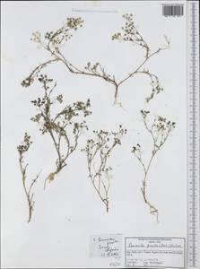 Ammoides pusilla (Brot.) Breistr., Западная Европа (EUR) (Италия)