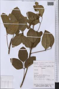 Erythrina crista-galli L., Америка (AMER) (Парагвай)