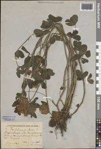 Клевер луговой L., Восточная Европа, Северный район (E1) (Россия)