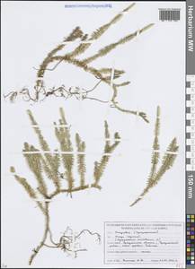 Spinulum annotinum subsp. annotinum, Восточная Европа, Белоруссия (E3a) (Белоруссия)