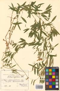 Lathyrus palustris subsp. palustris, Сибирь, Дальний Восток (S6) (Россия)