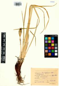 Iris lactea f. biglumis (Vahl) Kitag., Сибирь, Прибайкалье и Забайкалье (S4) (Россия)