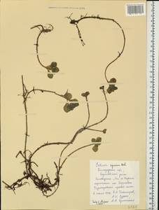 Phedimus spurius subsp. spurius, Восточная Европа, Центральный лесостепной район (E6) (Россия)