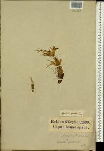 Gethyllis spiralis (Thunb.) Thunb., Африка (AFR) (ЮАР)