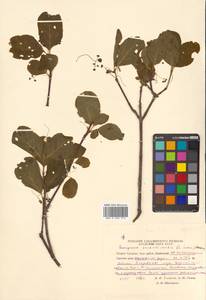 Бересклет сахалинский (F.Schmidt) Maxim., Сибирь, Дальний Восток (S6) (Россия)