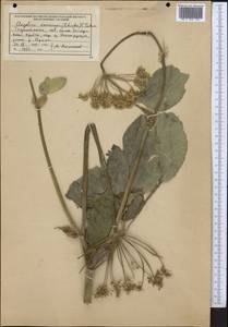 Дудник низбегающий, Дягиль низбегающий (Ledeb.) B.Fedtsch., Средняя Азия и Казахстан, Западный Тянь-Шань и Каратау (M3) (Таджикистан)