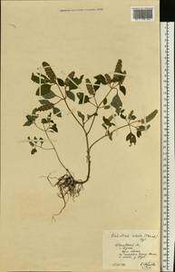 Эльсгольция реснитчатая (Thunb.) Hyl., Восточная Европа, Центральный лесной район (E5) (Россия)