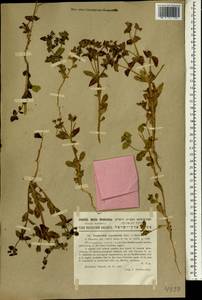 Euphorbia oxyodonta Boiss., Зарубежная Азия (ASIA) (Израиль)