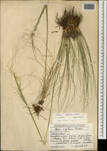 Ковыль Крылова Roshev., Монголия (MONG) (Монголия)