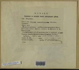 Ptychostomum pseudotriquetrum (Hedw.) J.R. Spence & H.P. Ramsay, Гербарий мохообразных, Мхи - Москва и Московская область (B6a) (Россия)