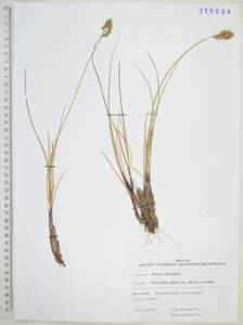Anthoxanthum monticola (Bigelow) Veldkamp, Сибирь, Дальний Восток (S6) (Россия)