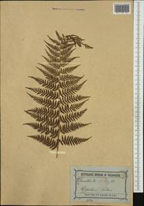 Calochlaena dubia (R. Br.) M. D. Turner & R. A. White, Австралия и Океания (AUSTR) (Австралия)