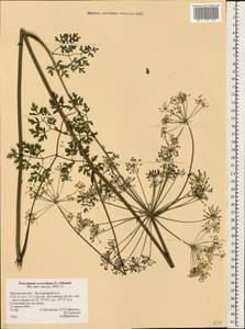 Oreoselinum nigrum Delarbre, Восточная Европа, Центральный лесостепной район (E6) (Россия)