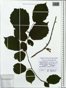 Орешник обыкновенный, Лещина обыкновенная L., Кавказ, Краснодарский край и Адыгея (K1a) (Россия)