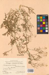Жерушник лесной (L.) Besser, Восточная Европа, Западно-Украинский район (E13) (Украина)