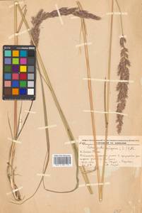 Вейник наземный (L.) Roth, Сибирь, Дальний Восток (S6) (Россия)