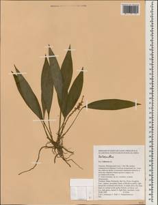 Peliosanthes, Зарубежная Азия (ASIA) (Таиланд)