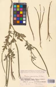 Мачок рогатый (L.) Rudolph, Восточная Европа, Нижневолжский район (E9) (Россия)